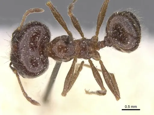 Pheidole foreli specimen CASENT0913325 image casent0913325_1