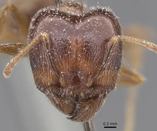 Pheidole foreli specimen CASENT0913325 image casent0913325_2