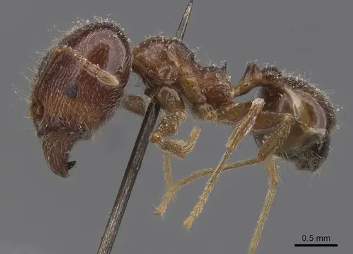 Pheidole foreli specimen CASENT0913325 image casent0913325_3