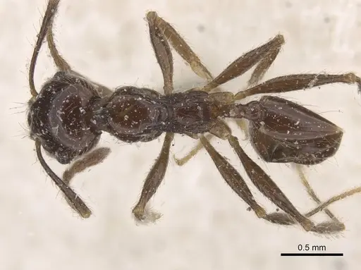 Pheidole foreli specimen CASENT0913326 image casent0913326_1