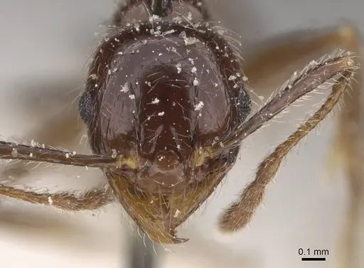 Pheidole foreli specimen CASENT0913326 image casent0913326_2
