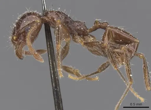 Pheidole foreli specimen CASENT0913326 image casent0913326_3