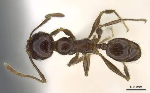 Pheidole foreli specimen CASENT0922195 image casent0922195_1