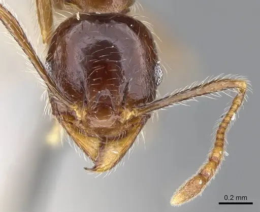 Pheidole foreli specimen CASENT0922195 image casent0922195_2