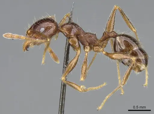 Pheidole foreli specimen CASENT0922195 image casent0922195_3