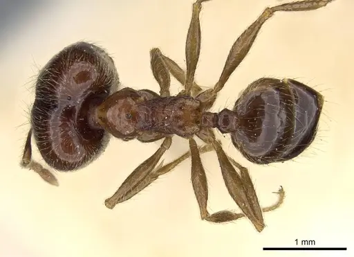 Pheidole foreli specimen CASENT0922196 image casent0922196_1