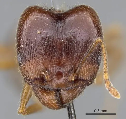 Pheidole foreli specimen CASENT0922196 image casent0922196_2