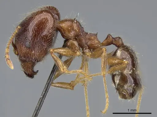 Pheidole foreli specimen CASENT0922196 image casent0922196_3