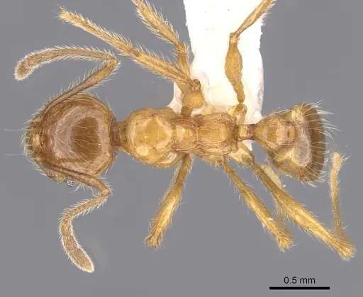 Pheidole fortis specimen CASENT0911215 image casent0911215_1