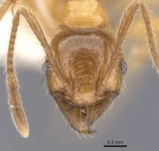 Pheidole fortis specimen CASENT0911215 image casent0911215_2
