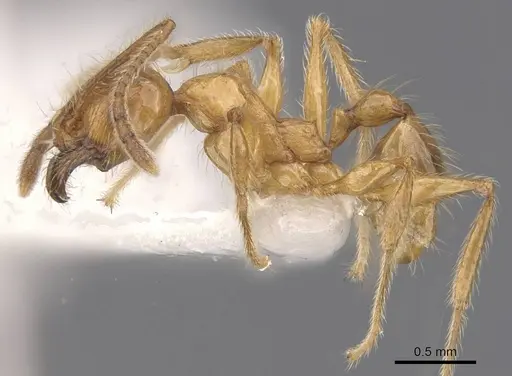 Pheidole fortis specimen CASENT0911215 image casent0911215_3