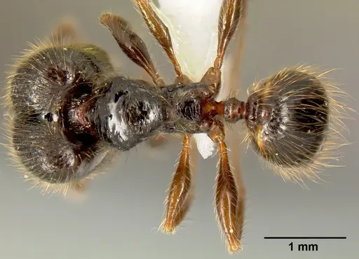Pheidole fossimandibula specimen CASENT0608928 image casent0608928_1