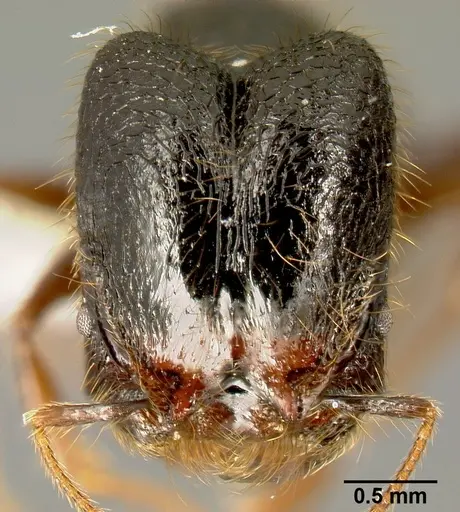 Pheidole fossimandibula specimen CASENT0608928 image casent0608928_2
