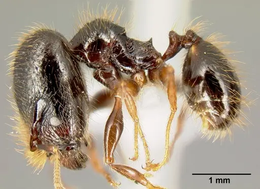 Pheidole fossimandibula specimen CASENT0608928 image casent0608928_3