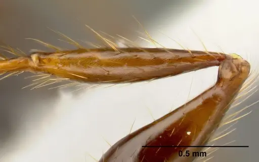 Pheidole fossimandibula specimen CASENT0608928 image casent0608928_4