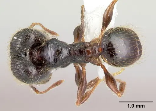 Pheidole fossimandibula specimen CASENT0608931 image casent0608931_1