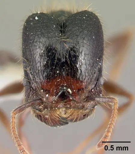 Pheidole fossimandibula specimen CASENT0608931 image casent0608931_2