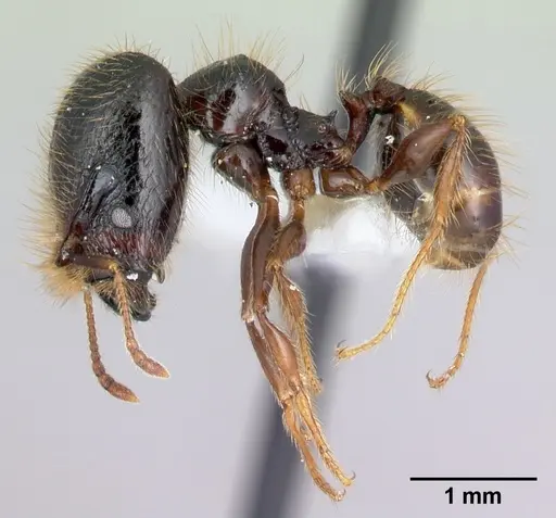 Pheidole fossimandibula specimen CASENT0608931 image casent0608931_3