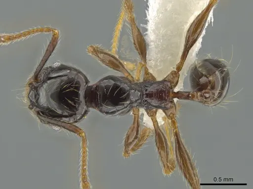Pheidole fossimandibula specimen CASENT0608942 image casent0608942_1
