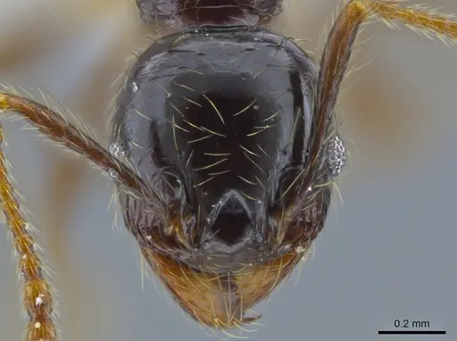 Pheidole fossimandibula specimen CASENT0608942 image casent0608942_2