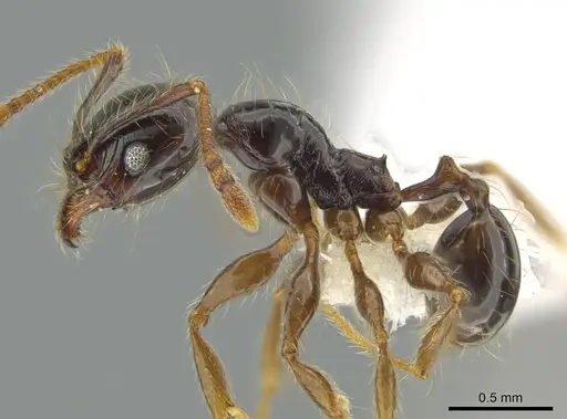 Pheidole fossimandibula specimen CASENT0608942 image casent0608942_3