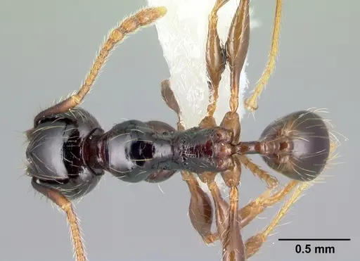 Pheidole fossimandibula specimen CASENT0608948 image casent0608948_1