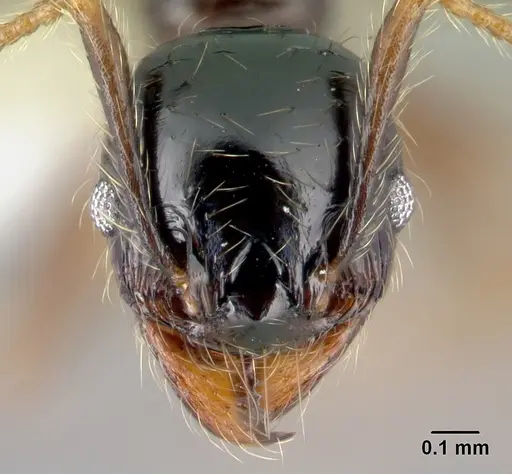 Pheidole fossimandibula specimen CASENT0608948 image casent0608948_2
