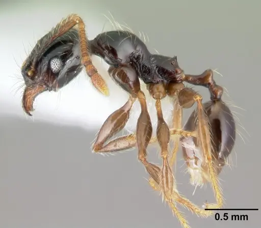 Pheidole fossimandibula specimen CASENT0608948 image casent0608948_3