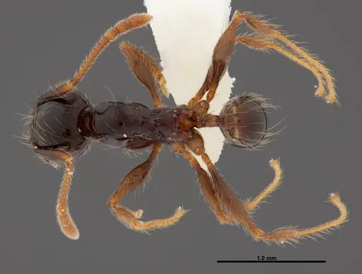 Pheidole fossimandibula specimen CASENT0608951 image casent0608951_1