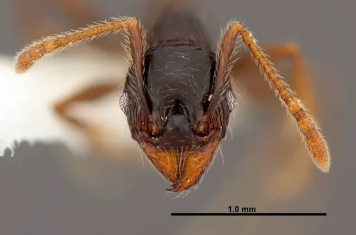 Pheidole fossimandibula specimen CASENT0608951 image casent0608951_2