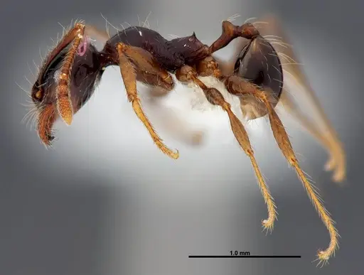 Pheidole fossimandibula specimen CASENT0608951 image casent0608951_3