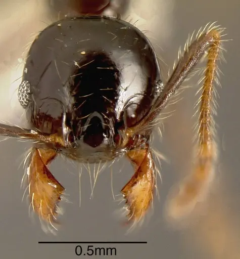 Pheidole fossimandibula specimen INBIOCRI001243092 image inbiocri001243092_1