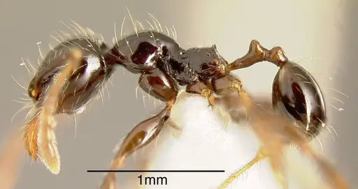 Pheidole fossimandibula specimen INBIOCRI001243092 image inbiocri001243092_2
