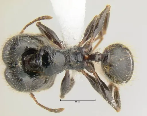 Pheidole fossimandibula specimen JTLC000007158 image jtlc000007158_1