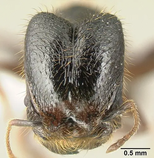 Pheidole fossimandibula specimen JTLC000007165 image jtlc000007165_1