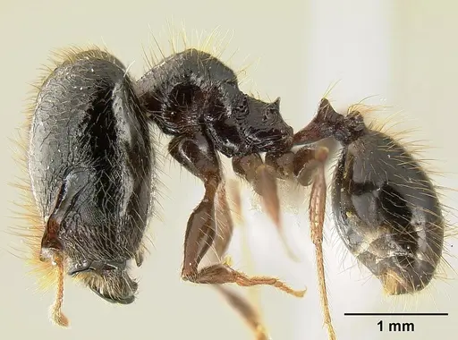 Pheidole fossimandibula specimen JTLC000007165 image jtlc000007165_2