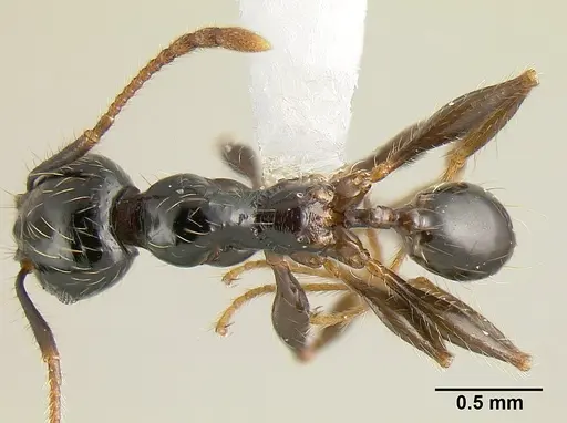 Pheidole fossimandibula specimen JTLC000007166 image jtlc000007166_1