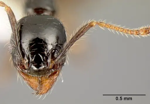 Pheidole fossimandibula specimen JTLC000007166 image jtlc000007166_2