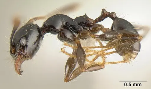 Pheidole fossimandibula specimen JTLC000007166 image jtlc000007166_3