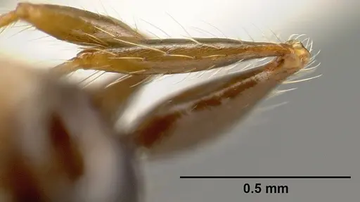 Pheidole fossimandibula specimen JTLC000007166 image jtlc000007166_4