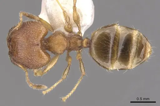 Pheidole foveolata specimen CASENT0905881 image casent0905881_1