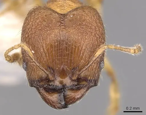 Pheidole foveolata specimen CASENT0905881 image casent0905881_2