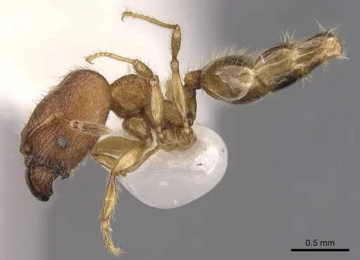 Pheidole foveolata specimen CASENT0905881 image casent0905881_3