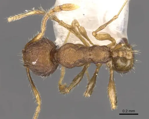 Pheidole foveolata specimen CASENT0905882 image casent0905882_1