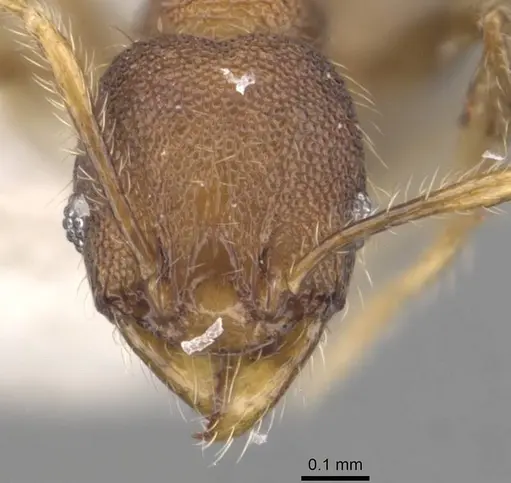 Pheidole foveolata specimen CASENT0905882 image casent0905882_2