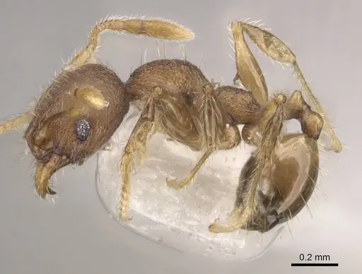 Pheidole foveolata specimen CASENT0905882 image casent0905882_3