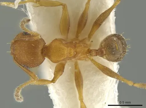 Pheidole fowleri specimen CASENT0644201 image casent0644201_1