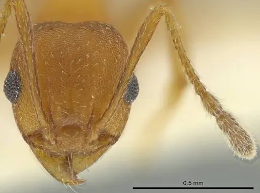 Pheidole fowleri specimen CASENT0644201 image casent0644201_2