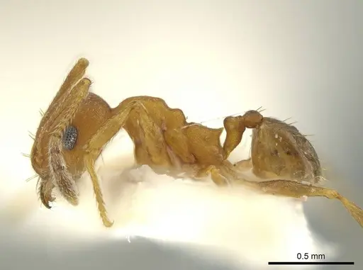 Pheidole fowleri specimen CASENT0644201 image casent0644201_3