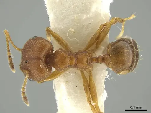 Pheidole fowleri specimen JTLC000016377 image jtlc000016377_1